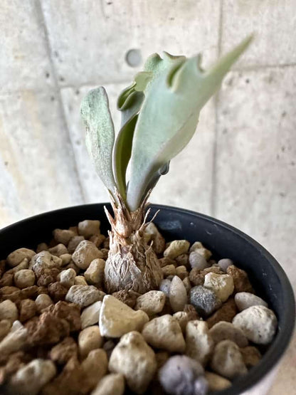 【現品限り】オトンナ・ハリー Steinkopf【A20】 Othonna