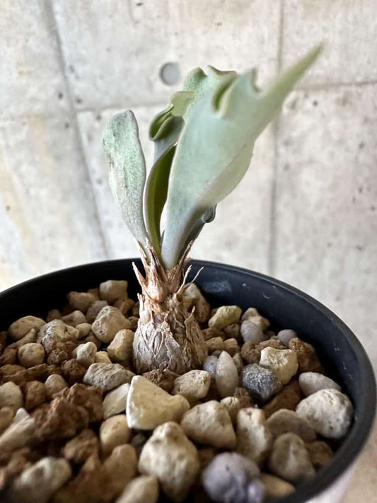 【現品限り】オトンナ・ハリー Steinkopf【A20】 Othonna