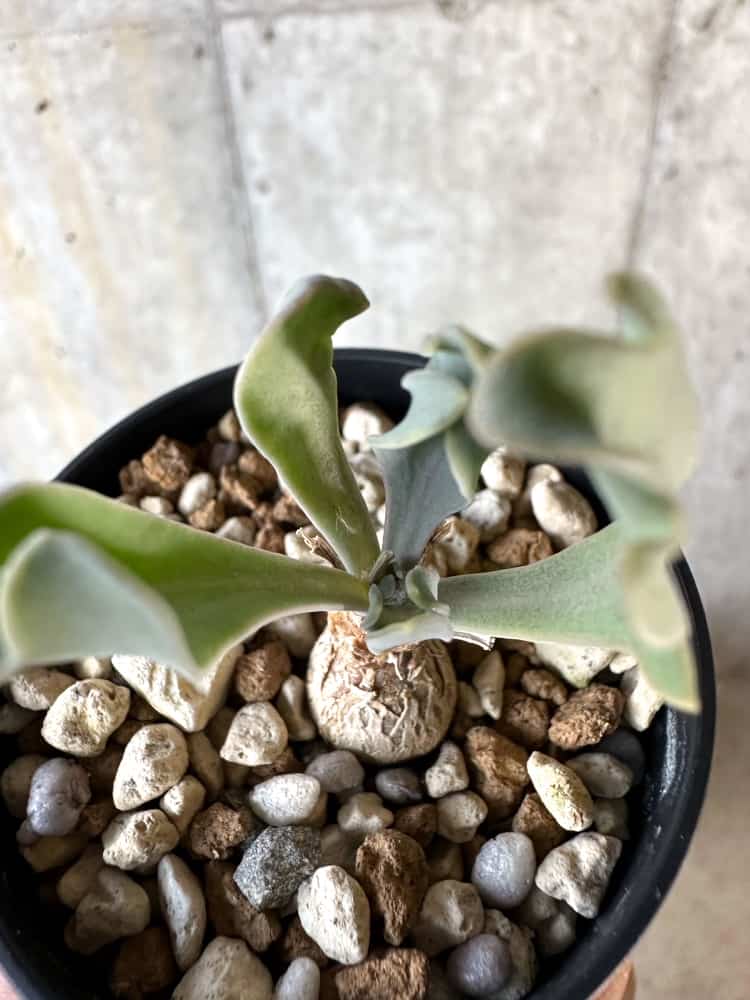 【現品限り】オトンナ・ハリー Steinkopf【A20】 Othonna