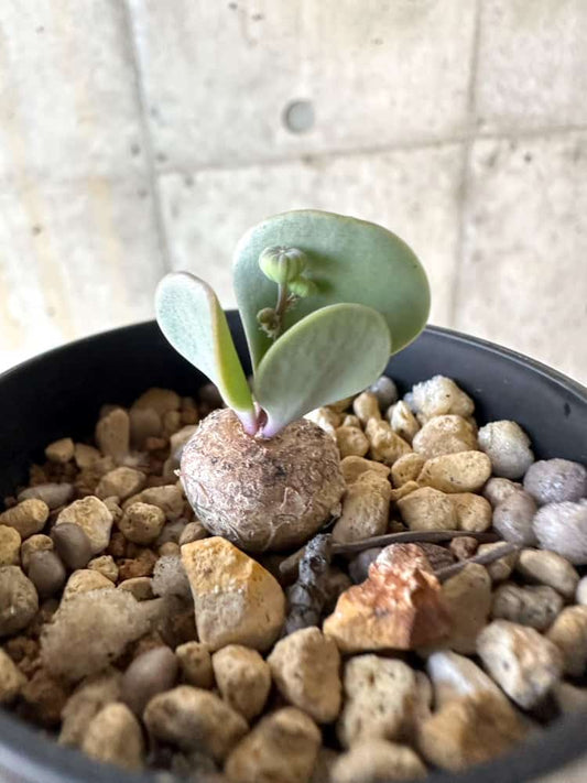 【現品限り】オトンナ・ウリンクリアナ【A21】 Othonna