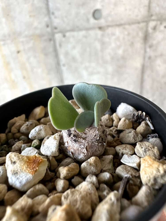 【現品限り】オトンナ・ウリンクリアナ【A22】 Othonna