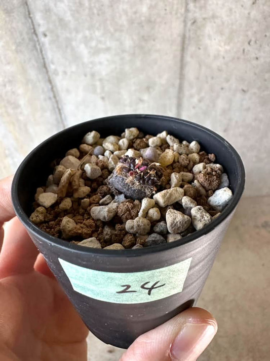 【現品限り】アナカンプセロス・コンプトニー 非常に大きく状態よい【A24】