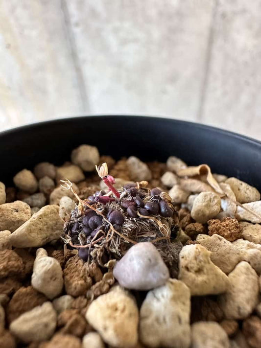 【現品限り】アナカンプセロス・コンプトニー 非常に大きく状態よい【A24】