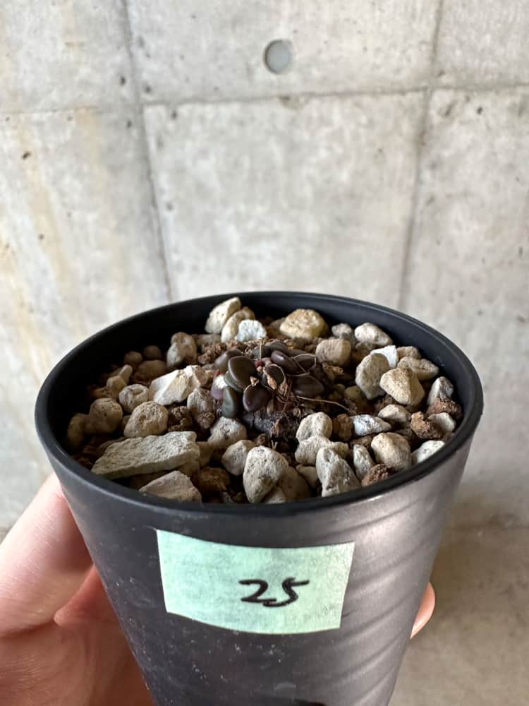 【現品限り】アナカンプセロス・コンプトニー 非常に大きく状態よい【A25】