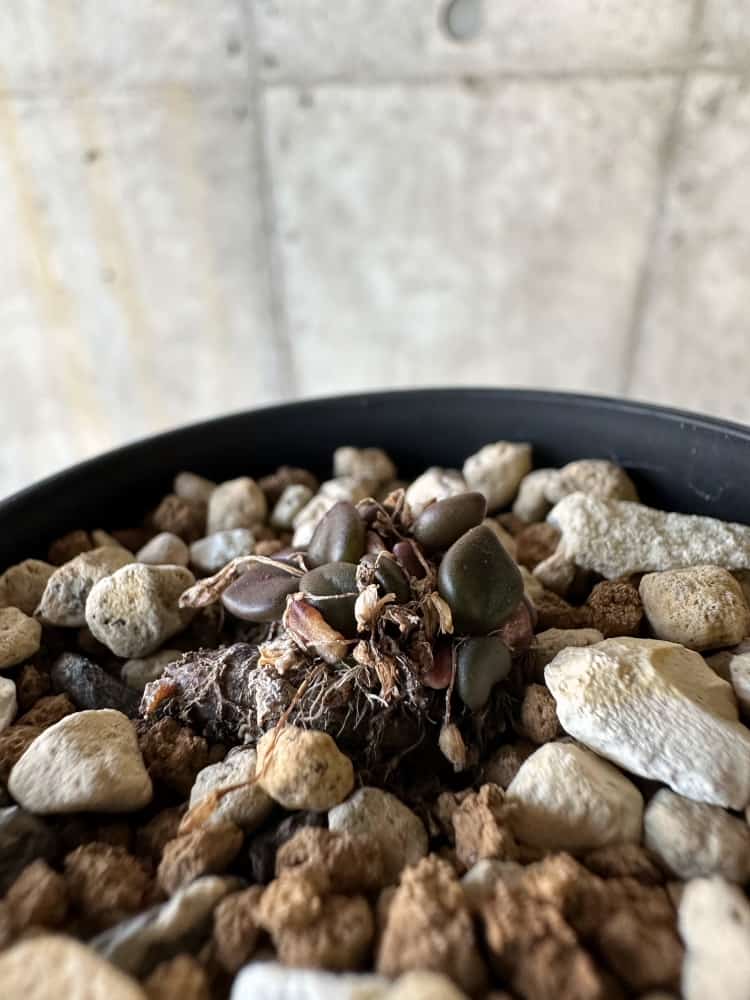 【現品限り】アナカンプセロス・コンプトニー 非常に大きく状態よい【A25】