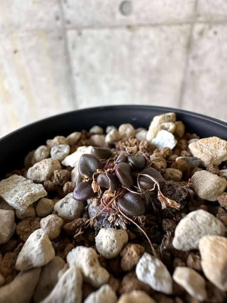 【現品限り】アナカンプセロス・コンプトニー 非常に大きく状態よい【A25】