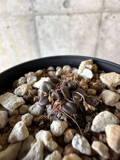 【現品限り】アナカンプセロス・コンプトニー 非常に大きく状態よい【A25】