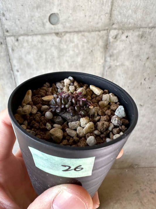 【現品限り】アナカンプセロス・コンプトニー 非常に大きく状態よい【A26】