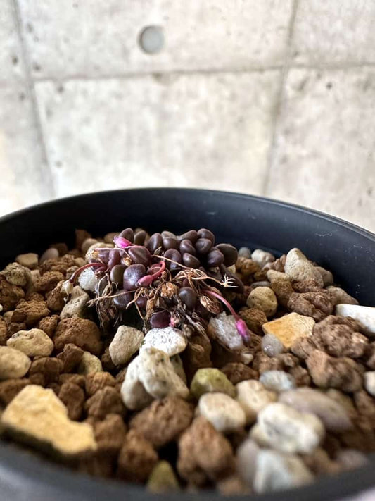 【現品限り】アナカンプセロス・コンプトニー 非常に大きく状態よい【A26】