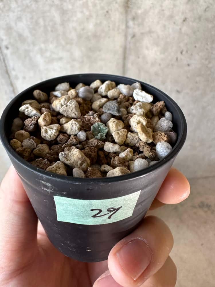 【現品限り】エリオスペルマム・チタノプソイデス 大きな芋見えます【A29】