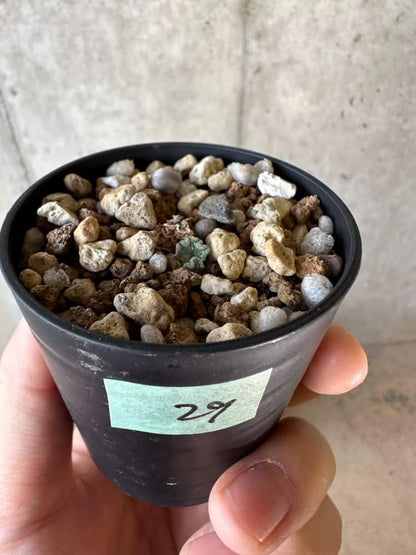 【現品限り】エリオスペルマム・チタノプソイデス 大きな芋見えます【A29】