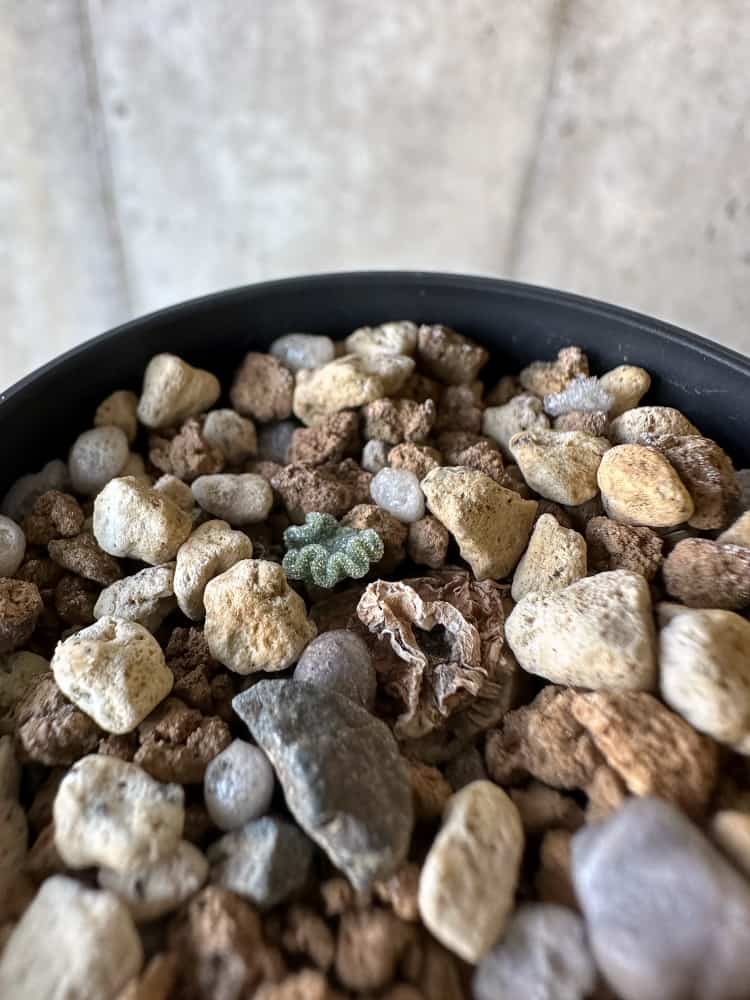 【現品限り】エリオスペルマム・チタノプソイデス 大きな芋見えます【A29】