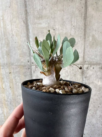 【現品限り】オトンナ・ユーフォルビオイデス【A2】 Othonna