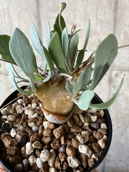 【現品限り】オトンナ・ユーフォルビオイデス【A2】 Othonna