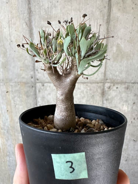 【現品限り】オトンナ・ユーフォルビオイデス【A3】 Othonna