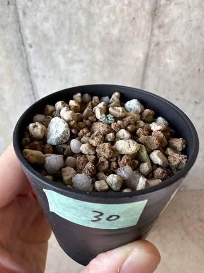 【現品限り】エリオスペルマム・チタノプソイデス 大きな芋見えます【A30】