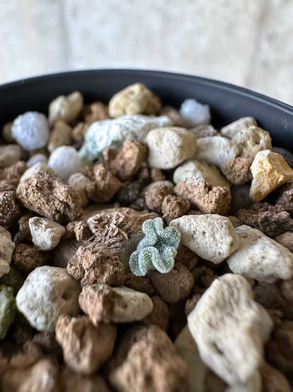 【現品限り】エリオスペルマム・チタノプソイデス 大きな芋見えます【A30】