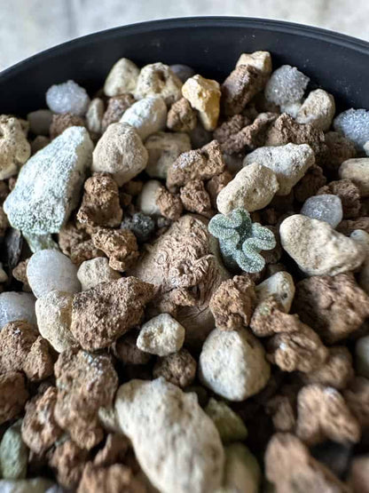 【現品限り】エリオスペルマム・チタノプソイデス 大きな芋見えます【A30】