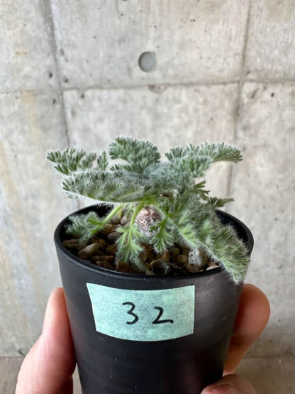 【現品限り】ペラルゴニウム・アッペンディクラツム【A32】