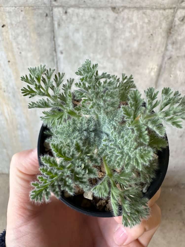 【現品限り】ペラルゴニウム・アッペンディクラツム【A32】