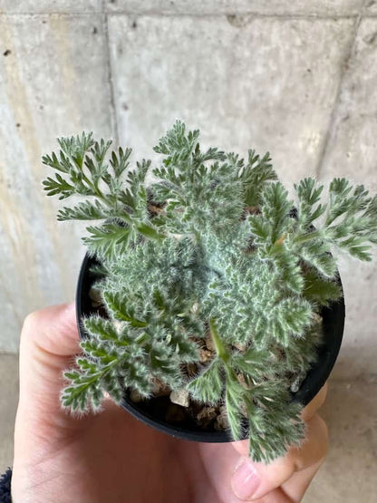 【現品限り】ペラルゴニウム・アッペンディクラツム【A32】