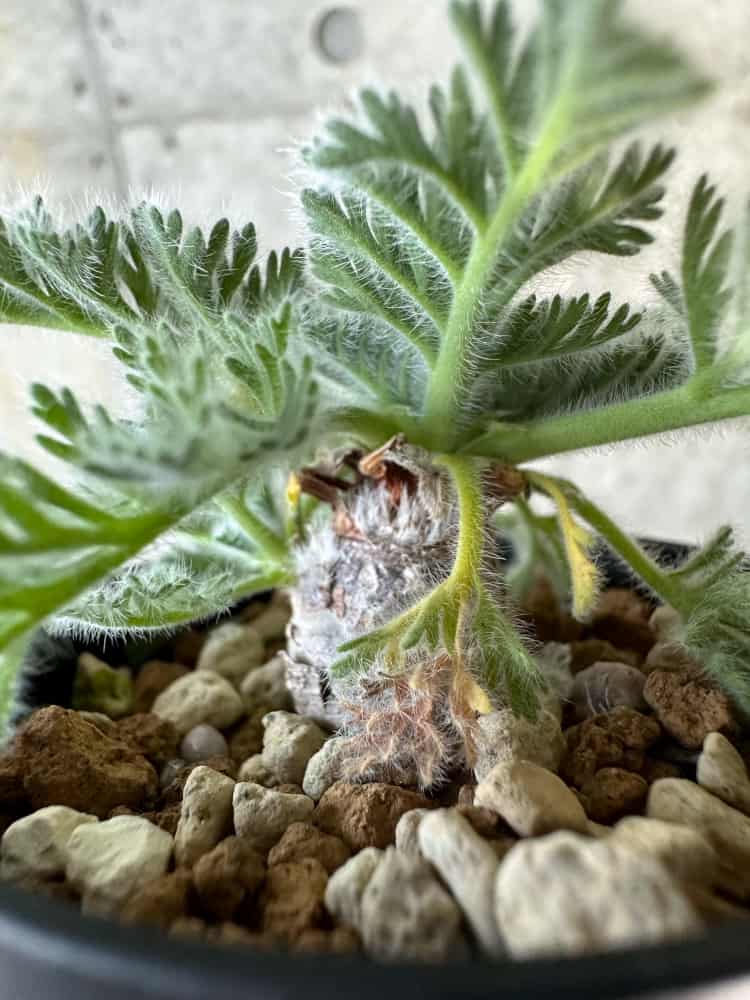 【現品限り】ペラルゴニウム・アッペンディクラツム【A32】