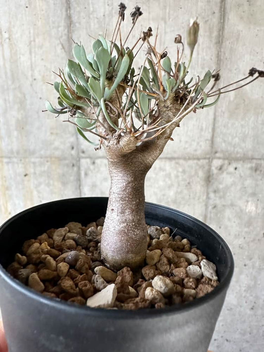 【現品限り】オトンナ・ユーフォルビオイデス【A3】 Othonna