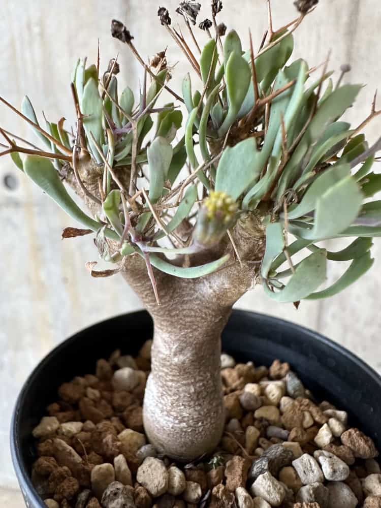 【現品限り】オトンナ・ユーフォルビオイデス【A3】 Othonna