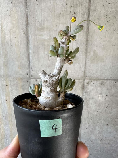 【現品限り】オトンナ・クラビフォリア【A4】 Othonna