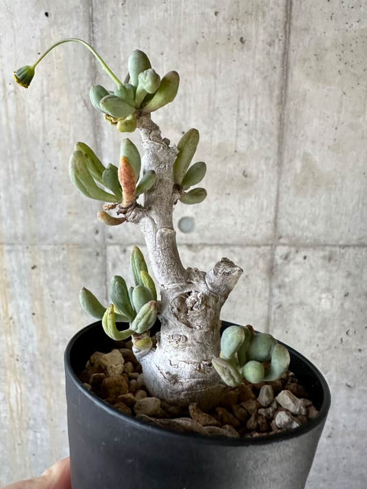 【現品限り】オトンナ・クラビフォリア【A4】 Othonna