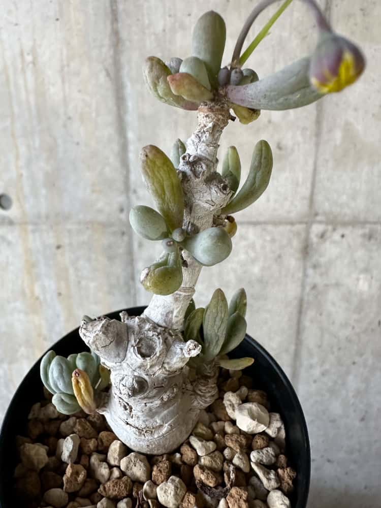 【現品限り】オトンナ・クラビフォリア【A4】 Othonna