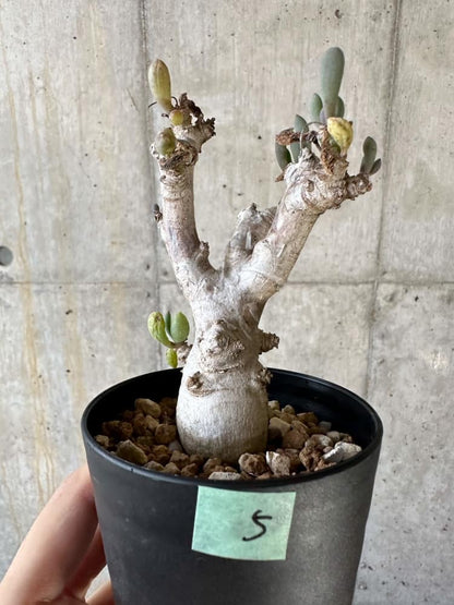 【現品限り】オトンナ・クラビフォリア【A5】 Othonna