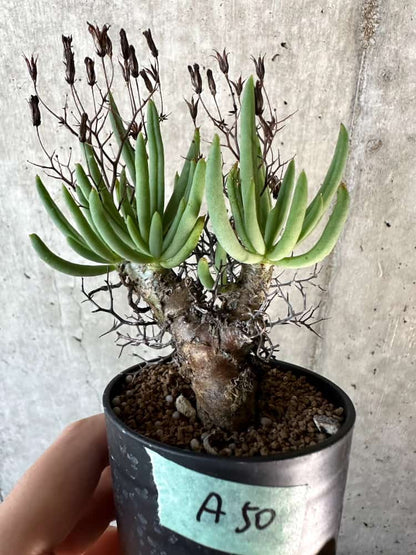 【現品限り】チレコドン・レティキュラーツス 万物想 おそらく挿し木 発根済み【A50】