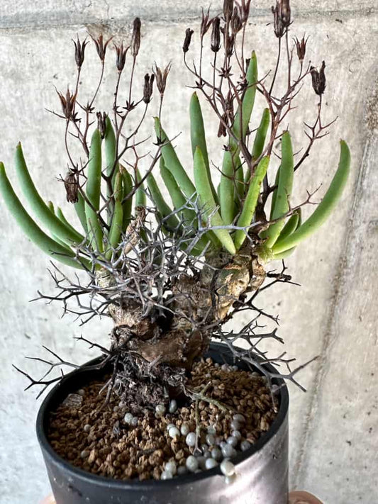 【現品限り】チレコドン・レティキュラーツス 万物想 おそらく挿し木 発根済み【A50】