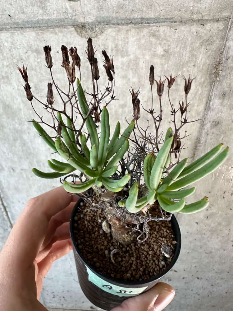 【現品限り】チレコドン・レティキュラーツス 万物想 おそらく挿し木 発根済み【A50】