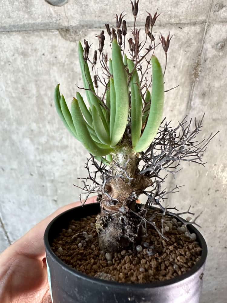 【現品限り】チレコドン・レティキュラーツス 万物想 おそらく挿し木 発根済み【A50】