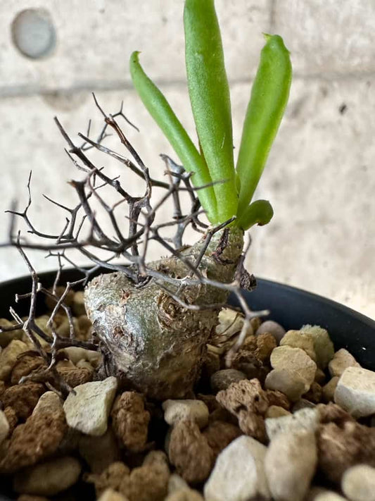 【現品限り】チレコドン・レティキュラーツス 万物想 おそらく挿し木 発根済み【A53】