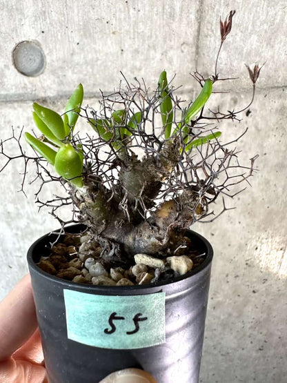 【現品限り】チレコドン・レティキュラーツス 万物想 おそらく挿し木 発根済み【A55】