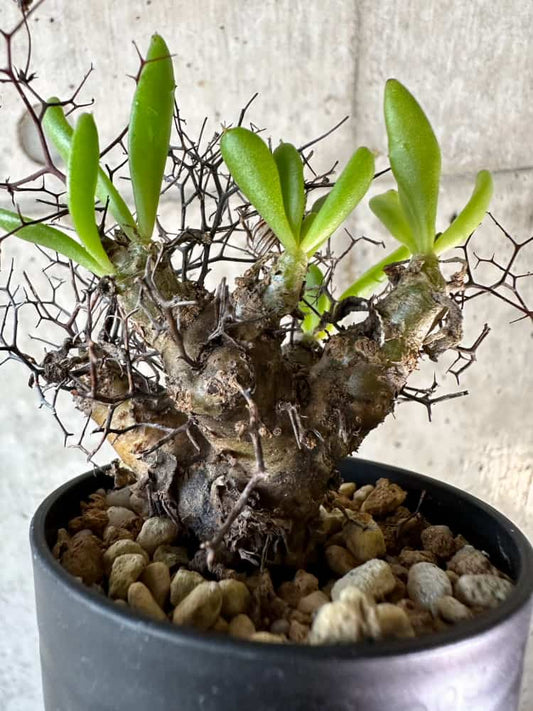 【現品限り】チレコドン・レティキュラーツス 万物想 おそらく挿し木 発根済み【A55】