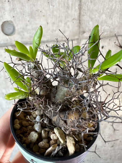 【現品限り】チレコドン・レティキュラーツス 万物想 おそらく挿し木 発根済み【A55】