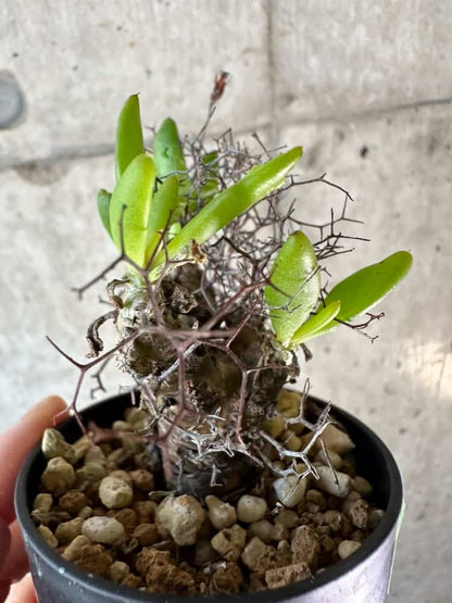 【現品限り】チレコドン・レティキュラーツス 万物想 おそらく挿し木 発根済み【A55】