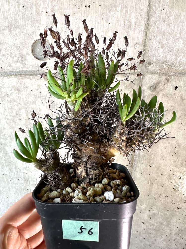 【現品限り】チレコドン・レティキュラーツス 万物想 現地株 発根済み【A56】