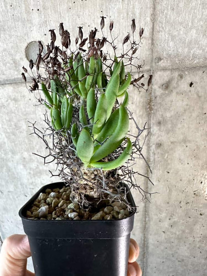 【現品限り】チレコドン・レティキュラーツス 万物想 現地株 発根済み【A56】