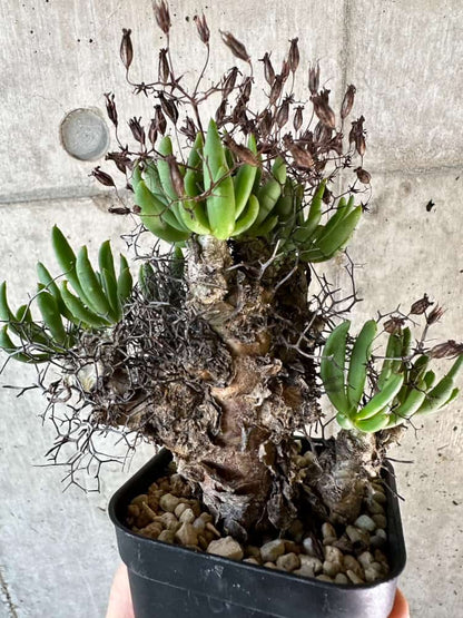 【現品限り】チレコドン・レティキュラーツス 万物想 現地株 発根済み【A56】