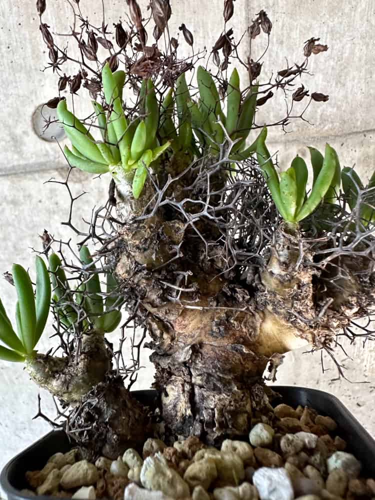 【現品限り】チレコドン・レティキュラーツス 万物想 現地株 発根済み【A56】