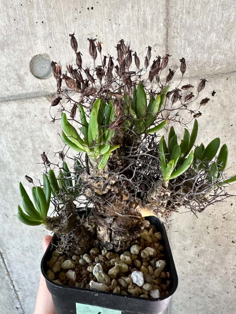 【現品限り】チレコドン・レティキュラーツス 万物想 現地株 発根済み【A56】