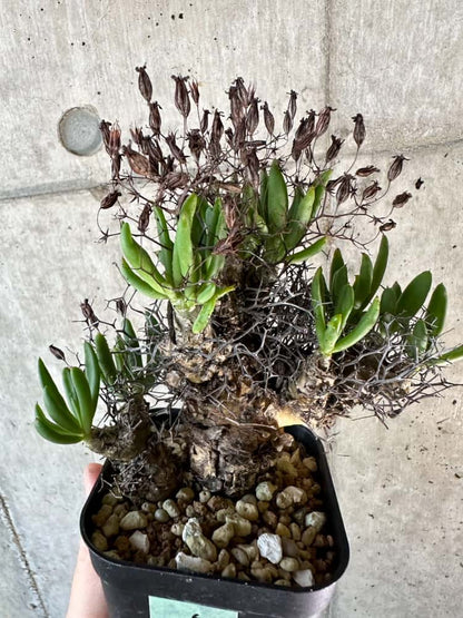 【現品限り】チレコドン・レティキュラーツス 万物想 現地株 発根済み【A56】