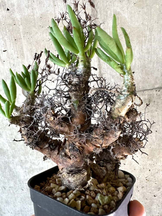 【現品限り】チレコドン・レティキュラーツス 万物想 現地株 発根済み【A57】