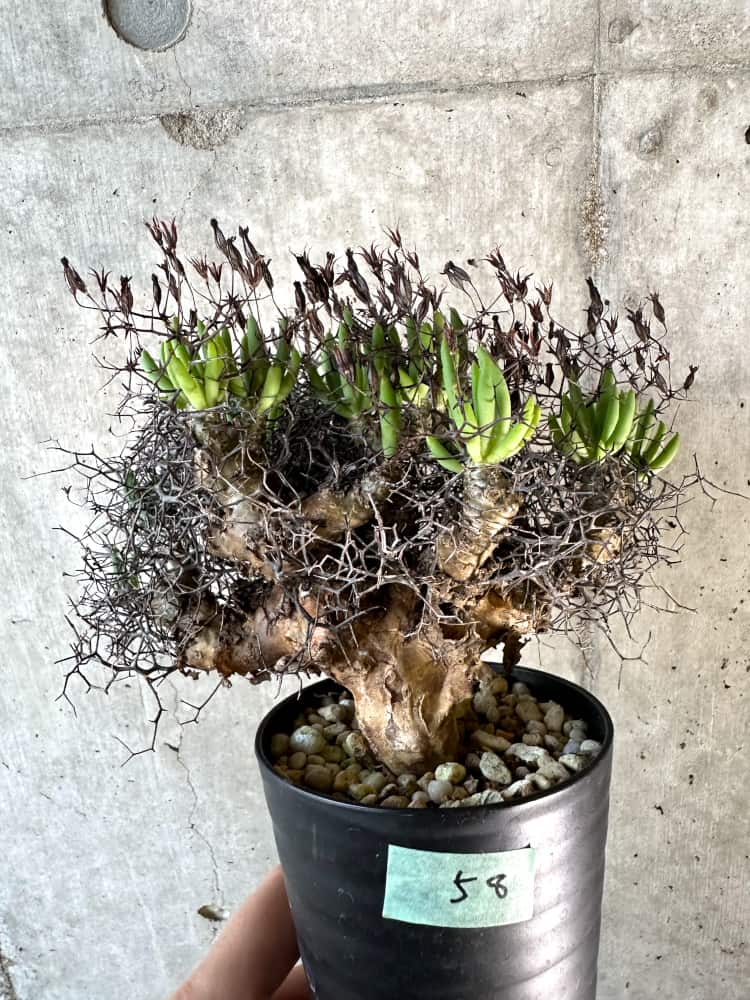 【現品限り】チレコドン・レティキュラーツス 万物想 現地株 発根済み【A58】