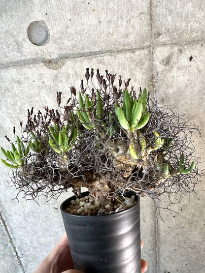 【現品限り】チレコドン・レティキュラーツス 万物想 現地株 発根済み【A58】